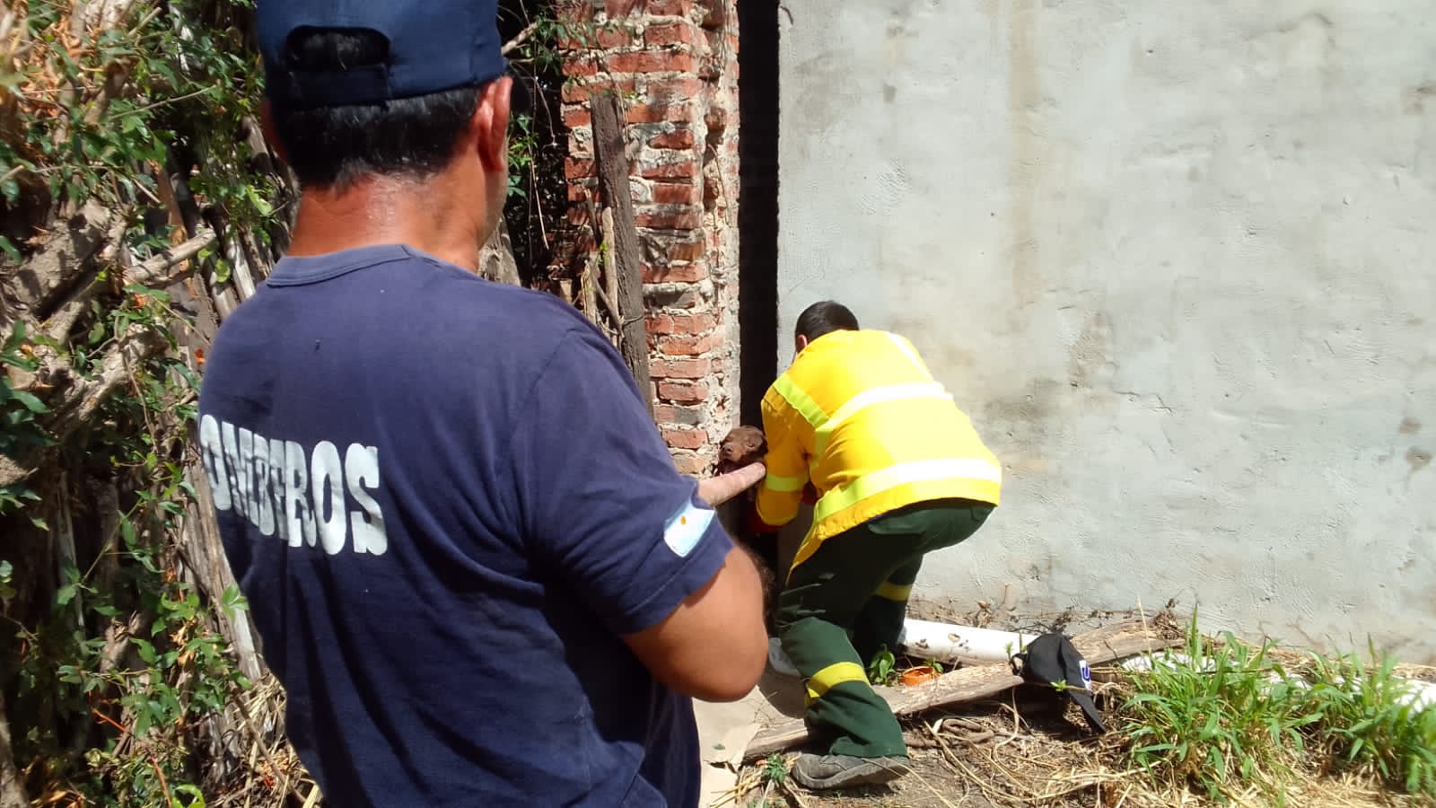 Bomberos voluntarios de Makallé liberaron a canino atrapado  