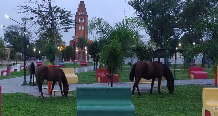 Animales sueltos en la vía pública