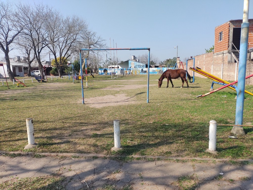 Preocupación en la comunidad: Caballos sueltos en espacios públicos