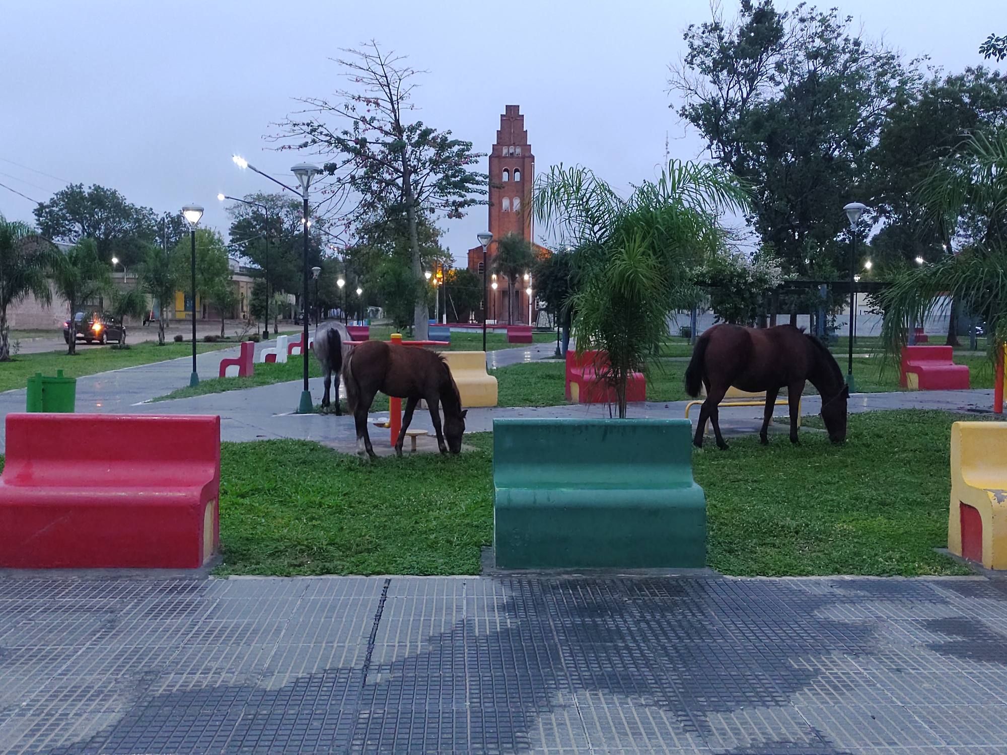 La Municipalidad de Makallé informa sobre animales sueltos en la vía pública  