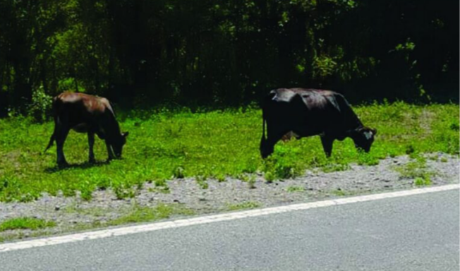Animales sueltos en las rutas