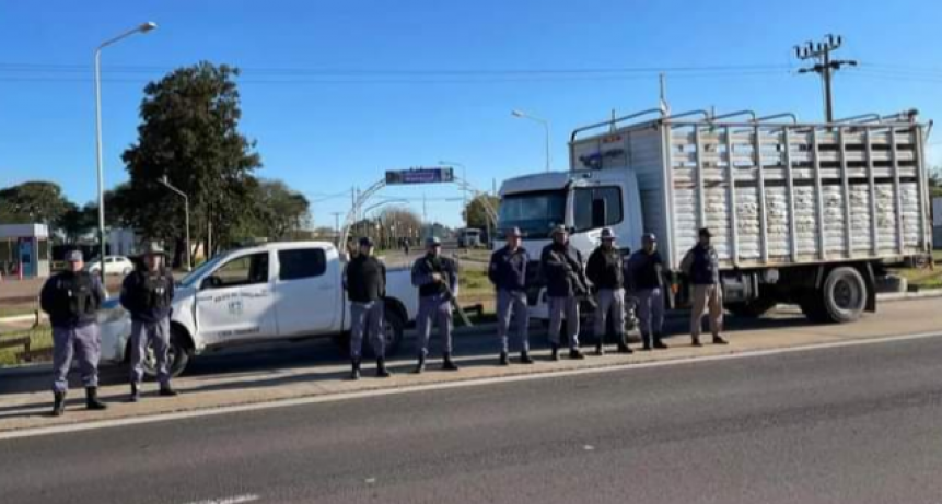 Makallé: Operativo para erradicar animales sueltos en la vía pública