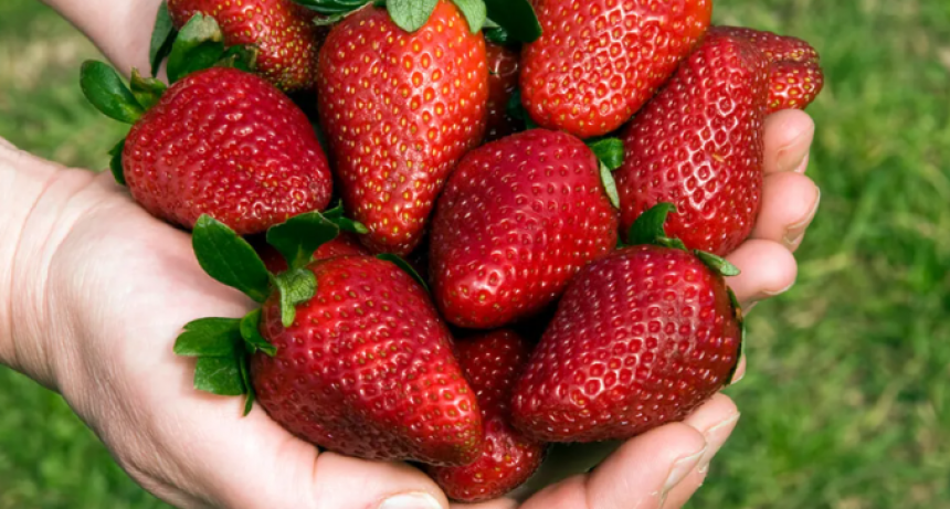 Makallé se prepara para la 6ta Expo Frutihortícola y el 1er Festival de la Frutilla