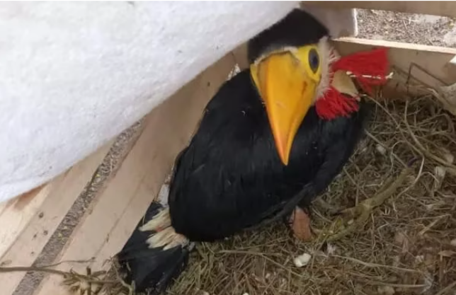 Salvaron tres aves en peligro de extinción y tres coatíes