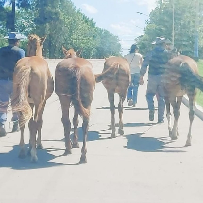 Animales sueltos en la vía pública 